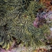rhinopias_lacy_crci_mb_h_0389_png3322.jpg
